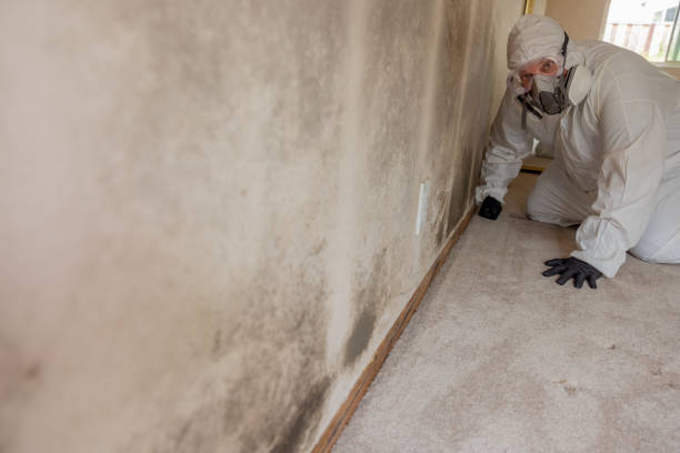  Teaticket, MA Mold Removal Pros